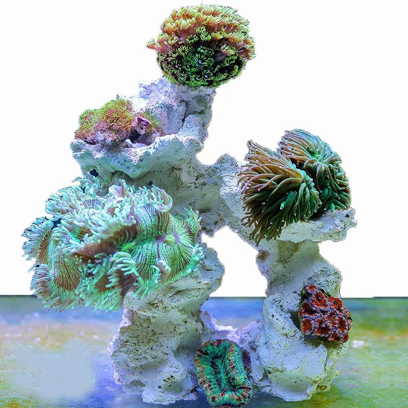 Aquarium Marine Rock - Piedra de Acuario Marino, Arrecife de