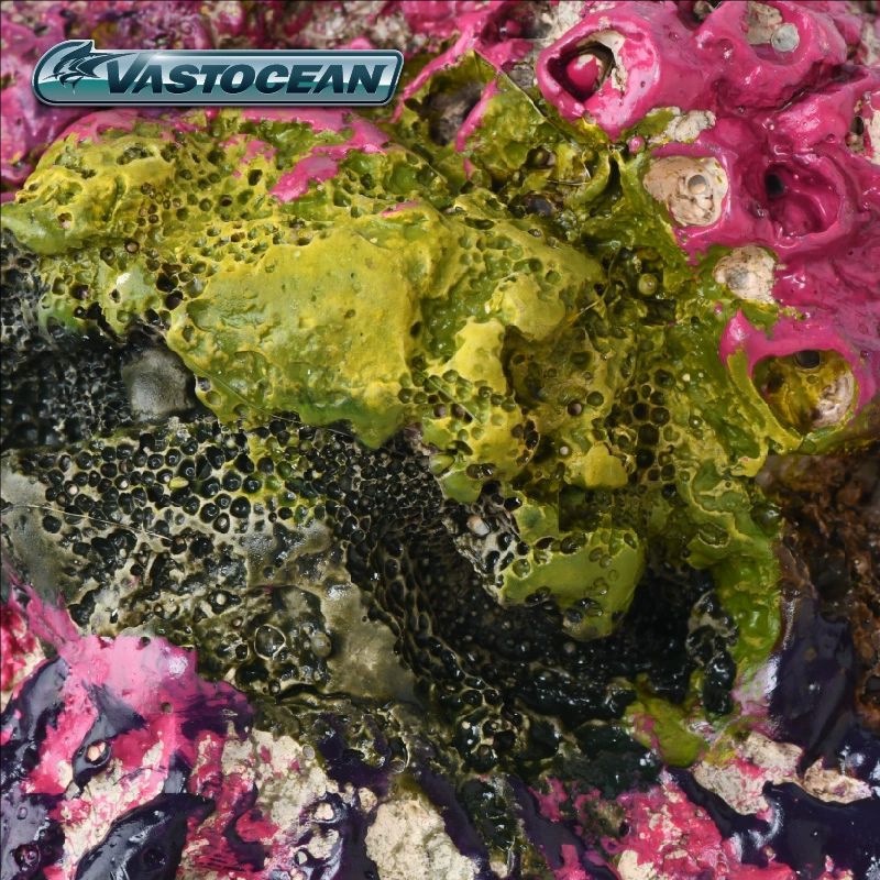 VASTOCEAN Acuario de agua sala - Marine Aquarium Hermit Crab reseña y precio