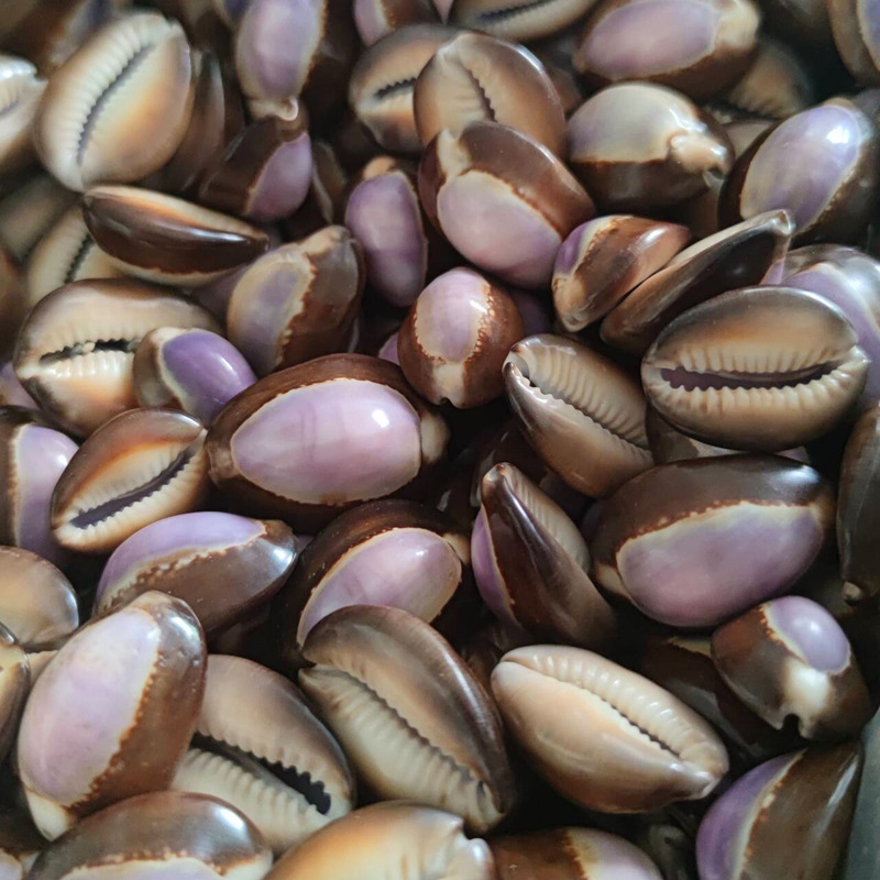 Concha Natural de Cypraea carn - Marine Aquarium Hermit Crab reseña y precio